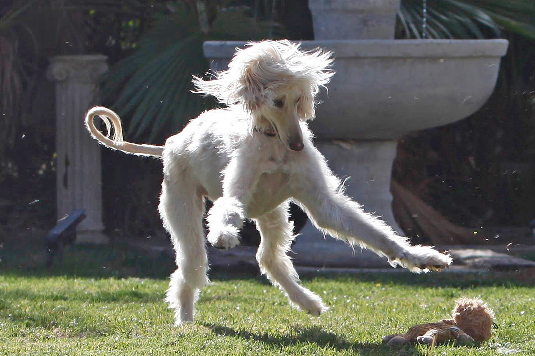 Contact Afghan Hound Rescue of So. California, Inc