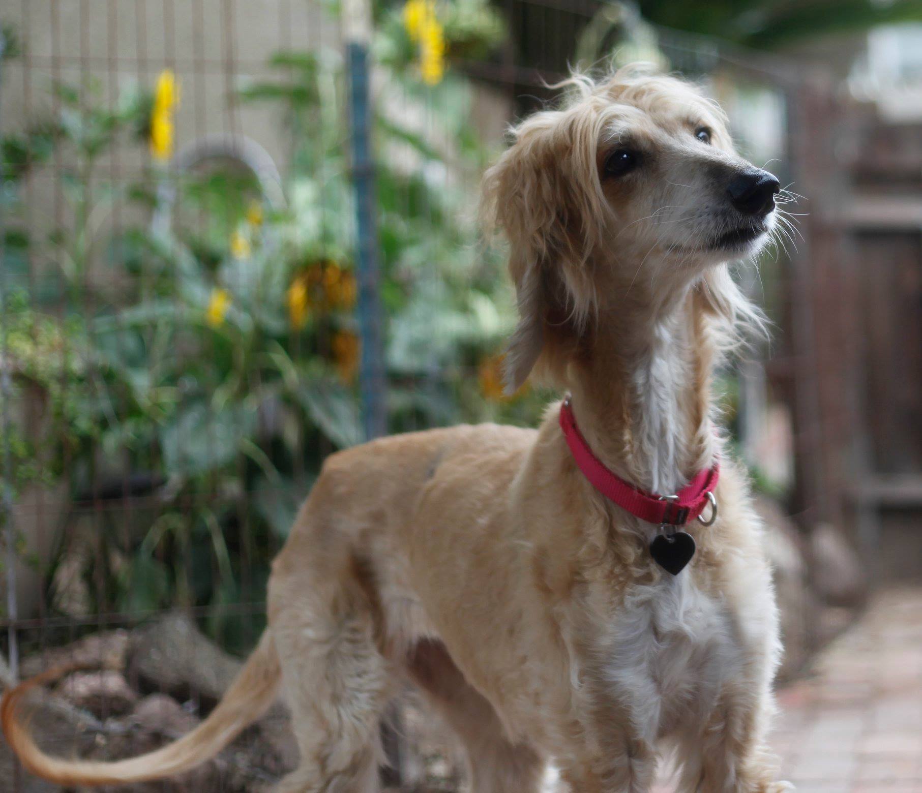 adoptable dogs « Afghan Hound Rescue